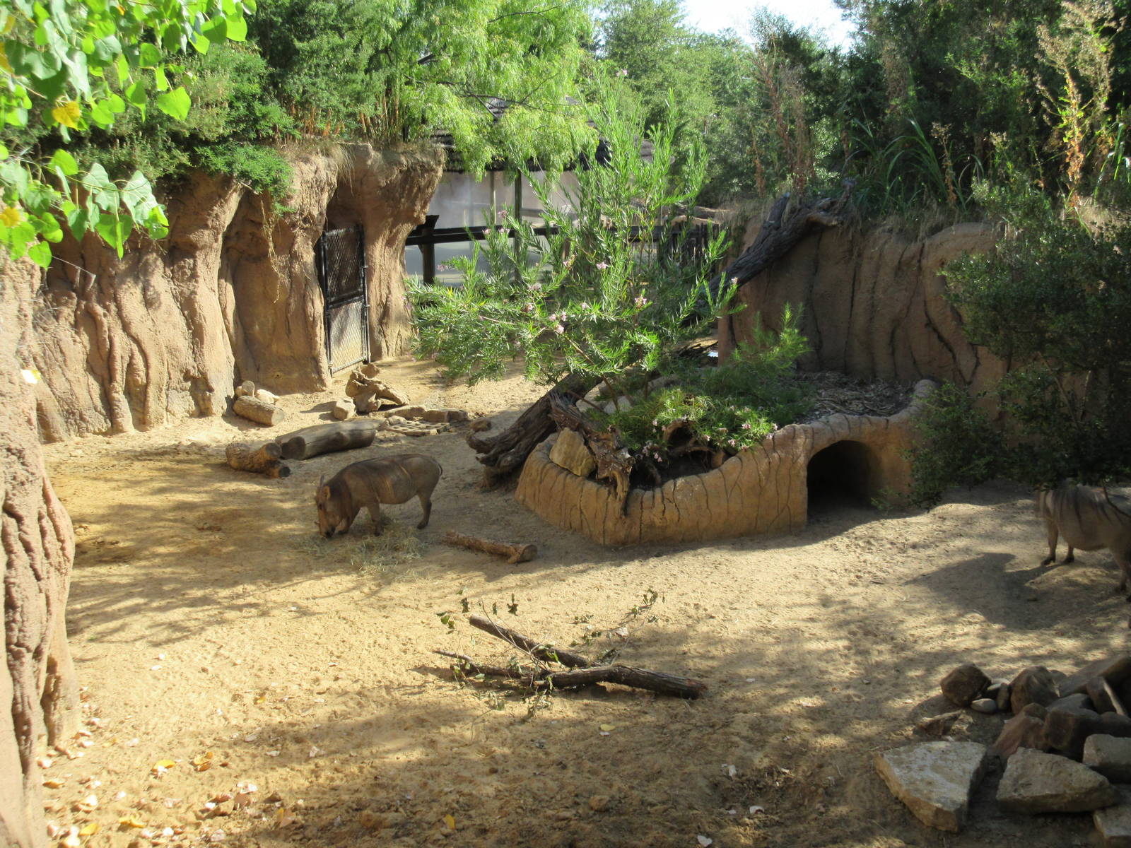 Giants of the Savanna - Warthog Exhibit