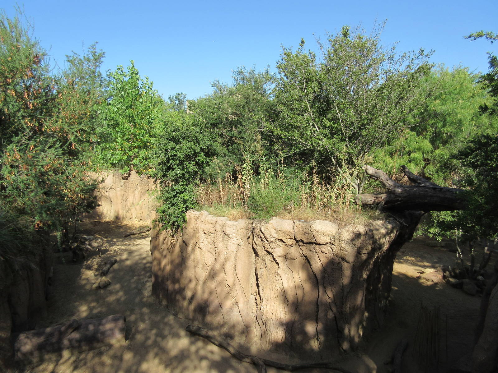 Giants of the Savanna - Warthog Exhibit
