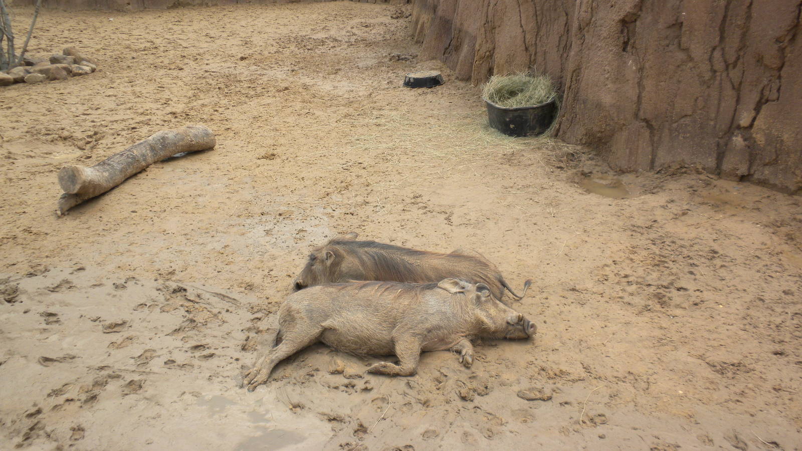 Giants of the Savanna - Warthog