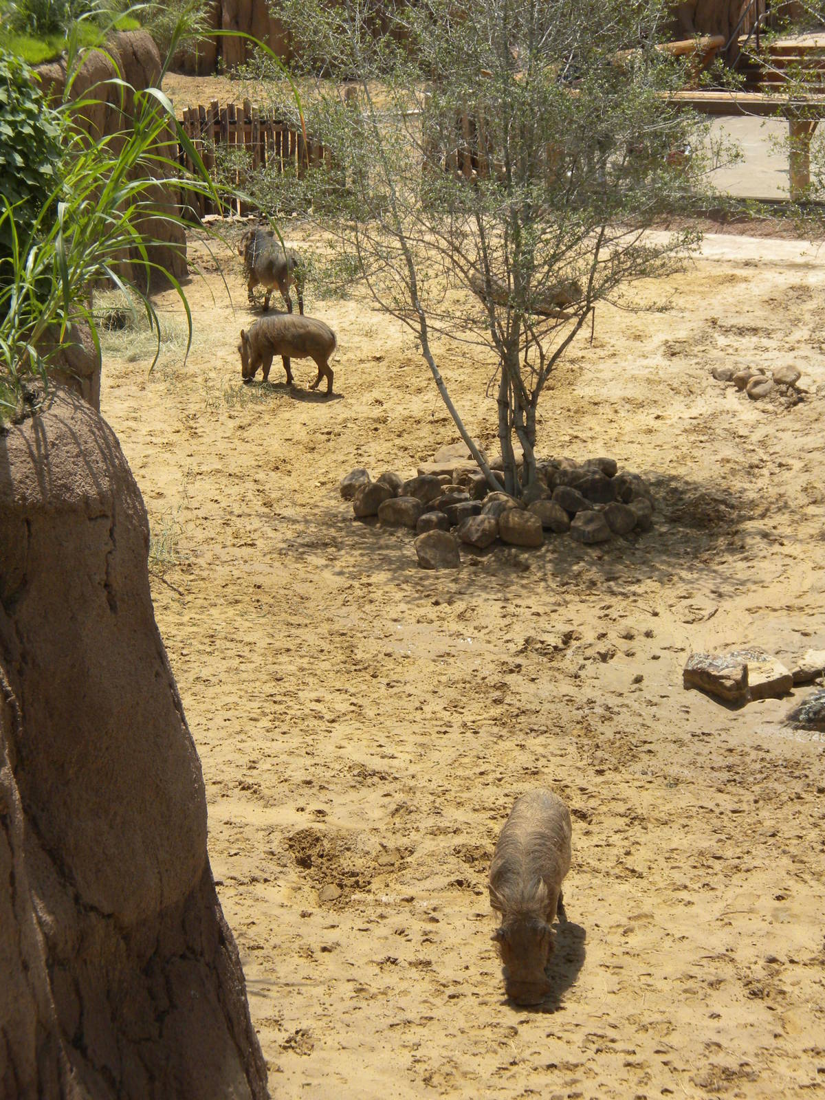 Giants of the Savanna - Warthogs