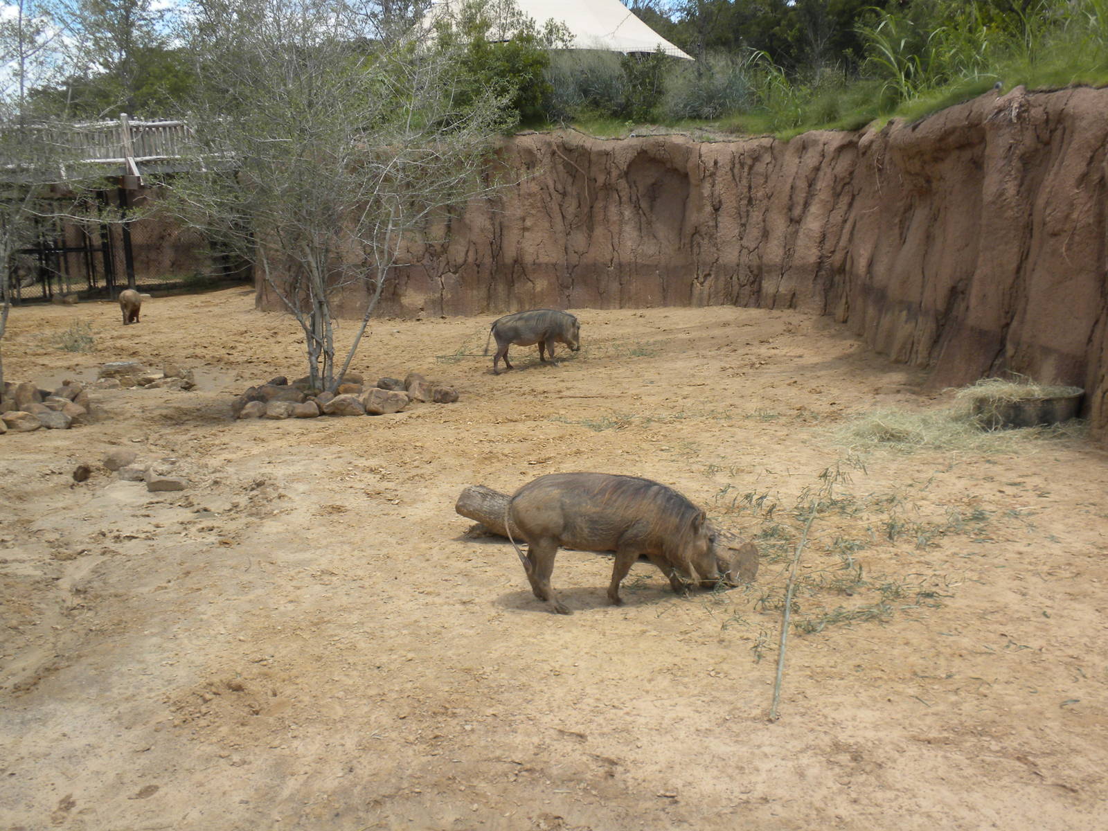 Giants of the Savanna - Warthogs