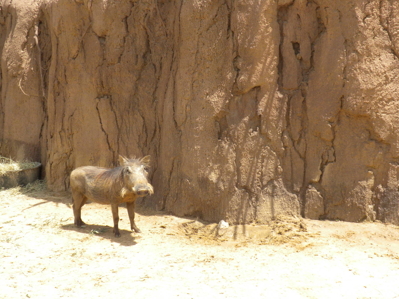 Giants of the Savanna - Warthogs