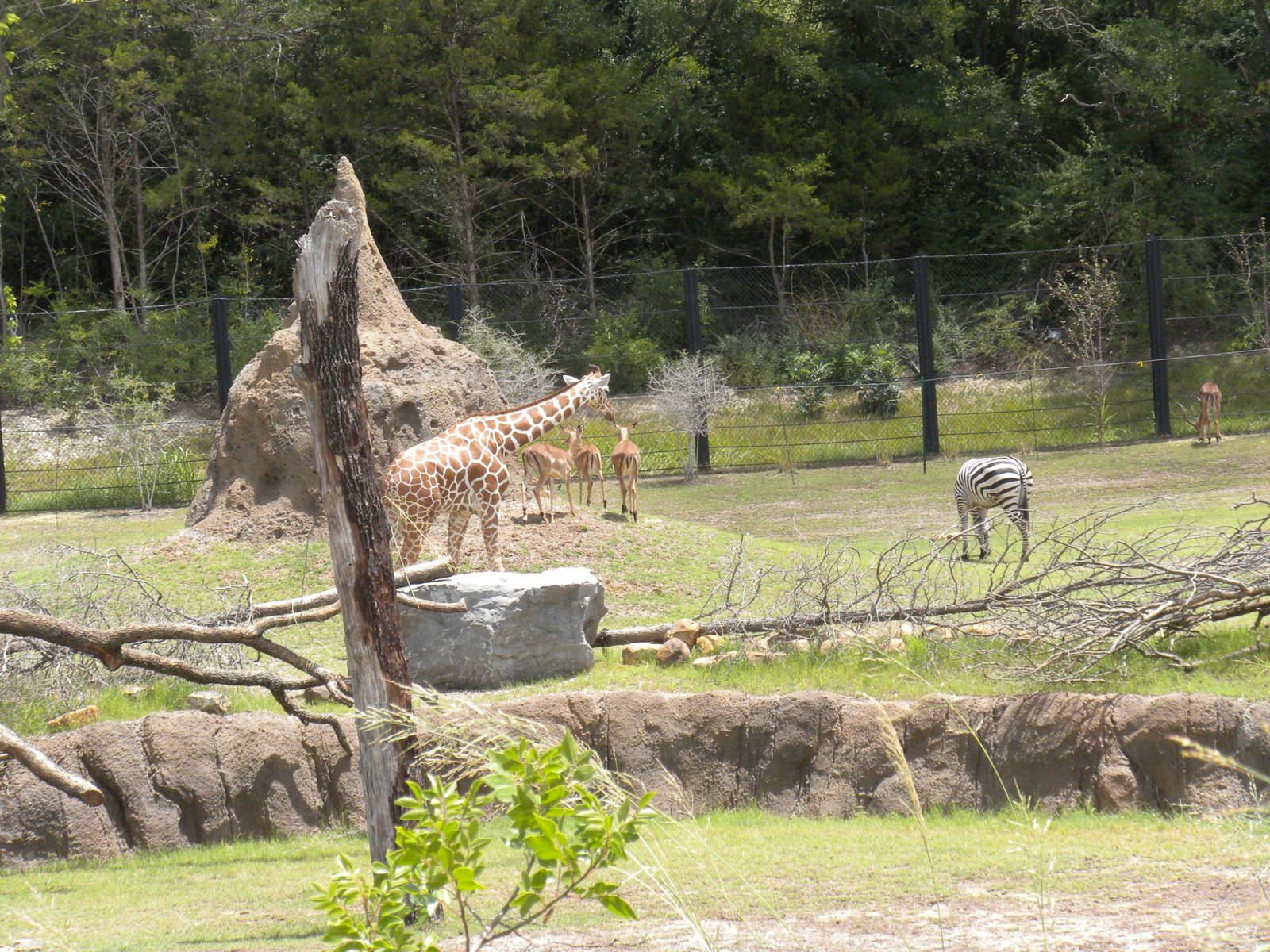 Giants of the Savanna - Zebra, Impala, Giraffe