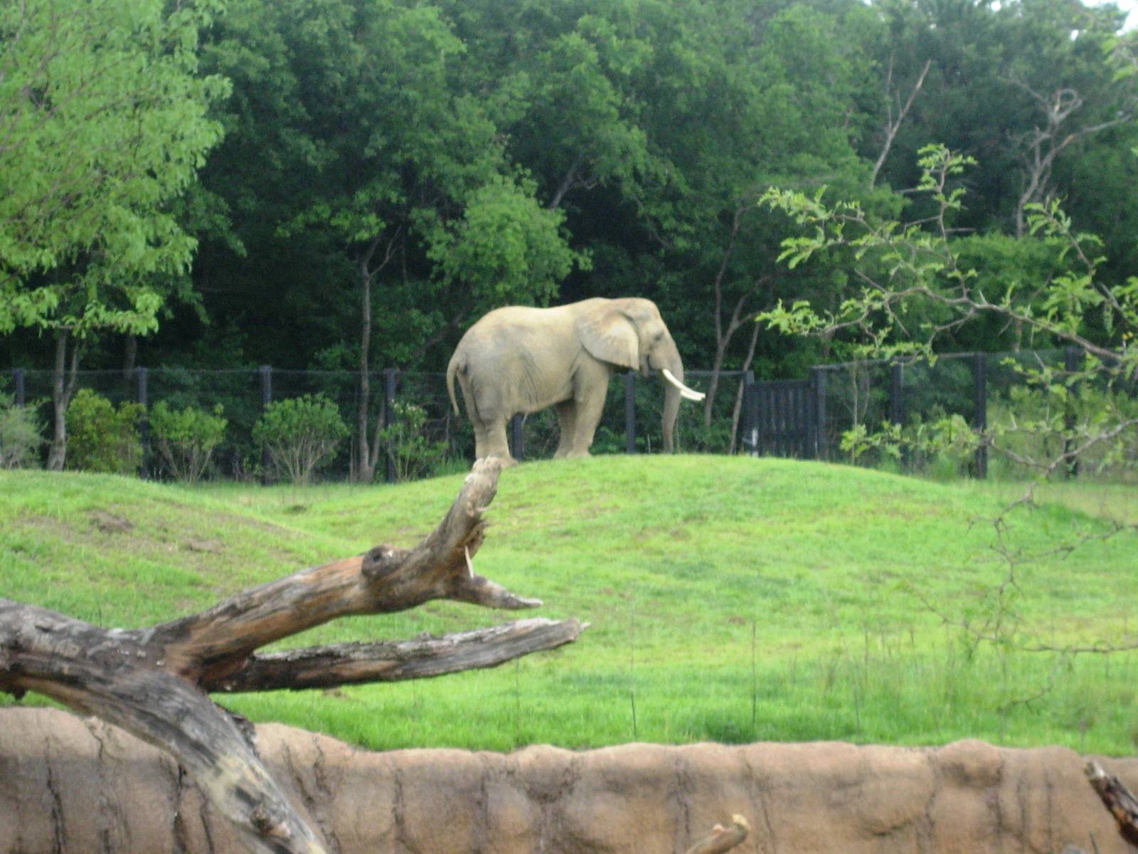 Giants of the Savanna!