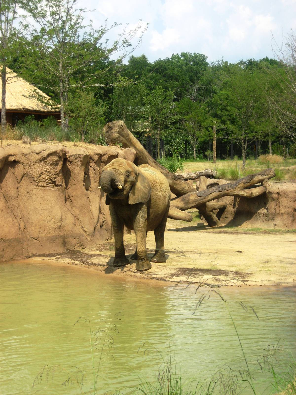 Giants of the Savanna!