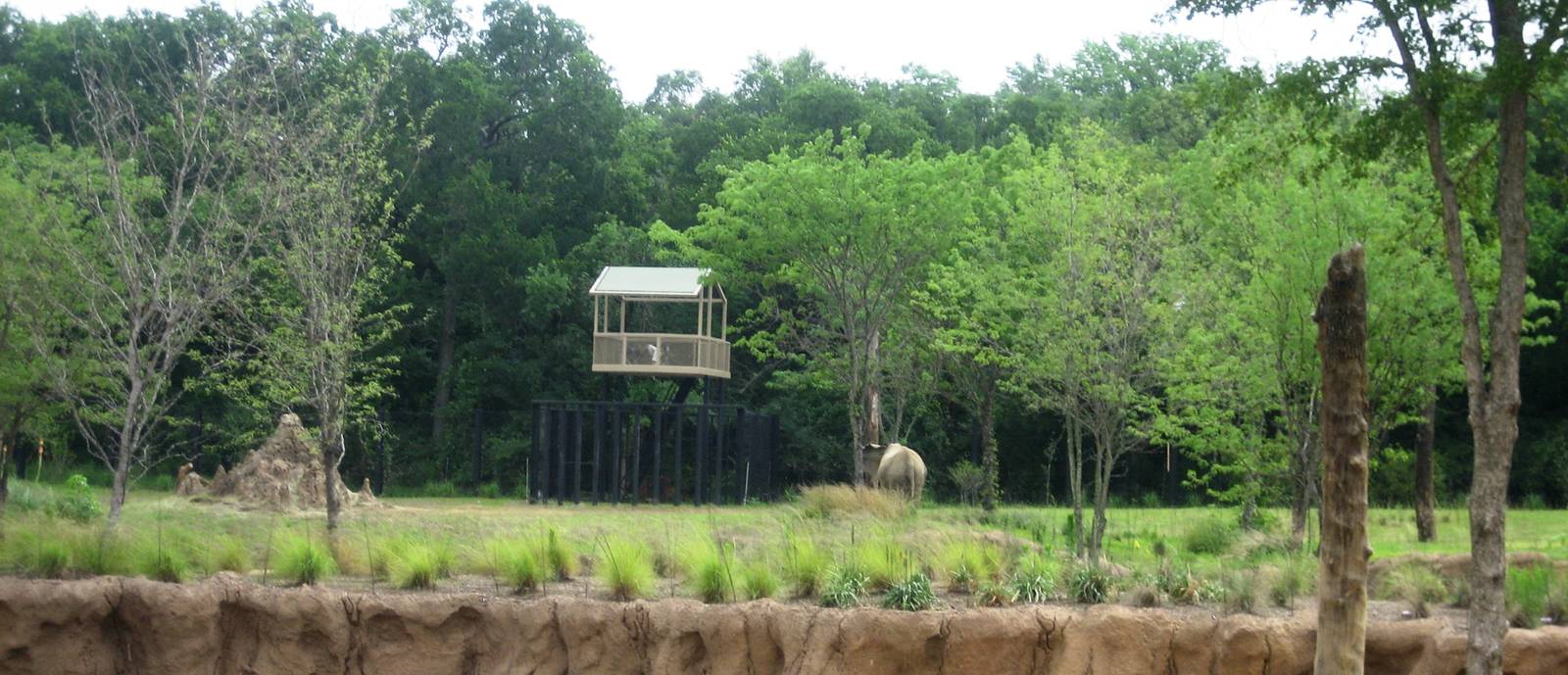 Giants of the Savanna!