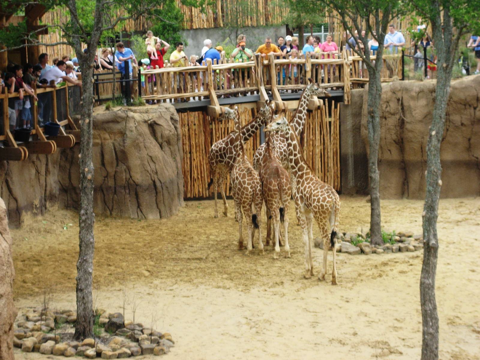 Giants of the Savanna!