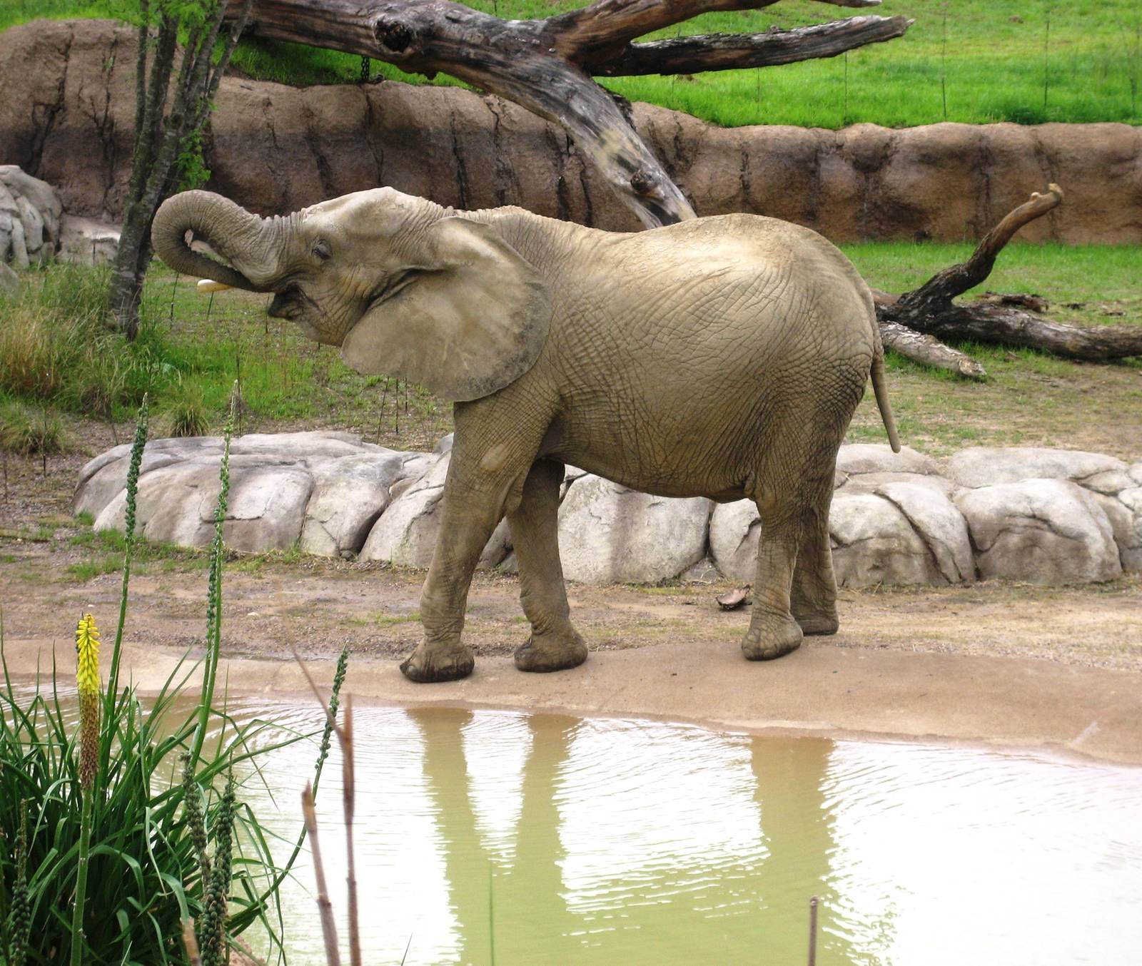 Giants of the Savanna!