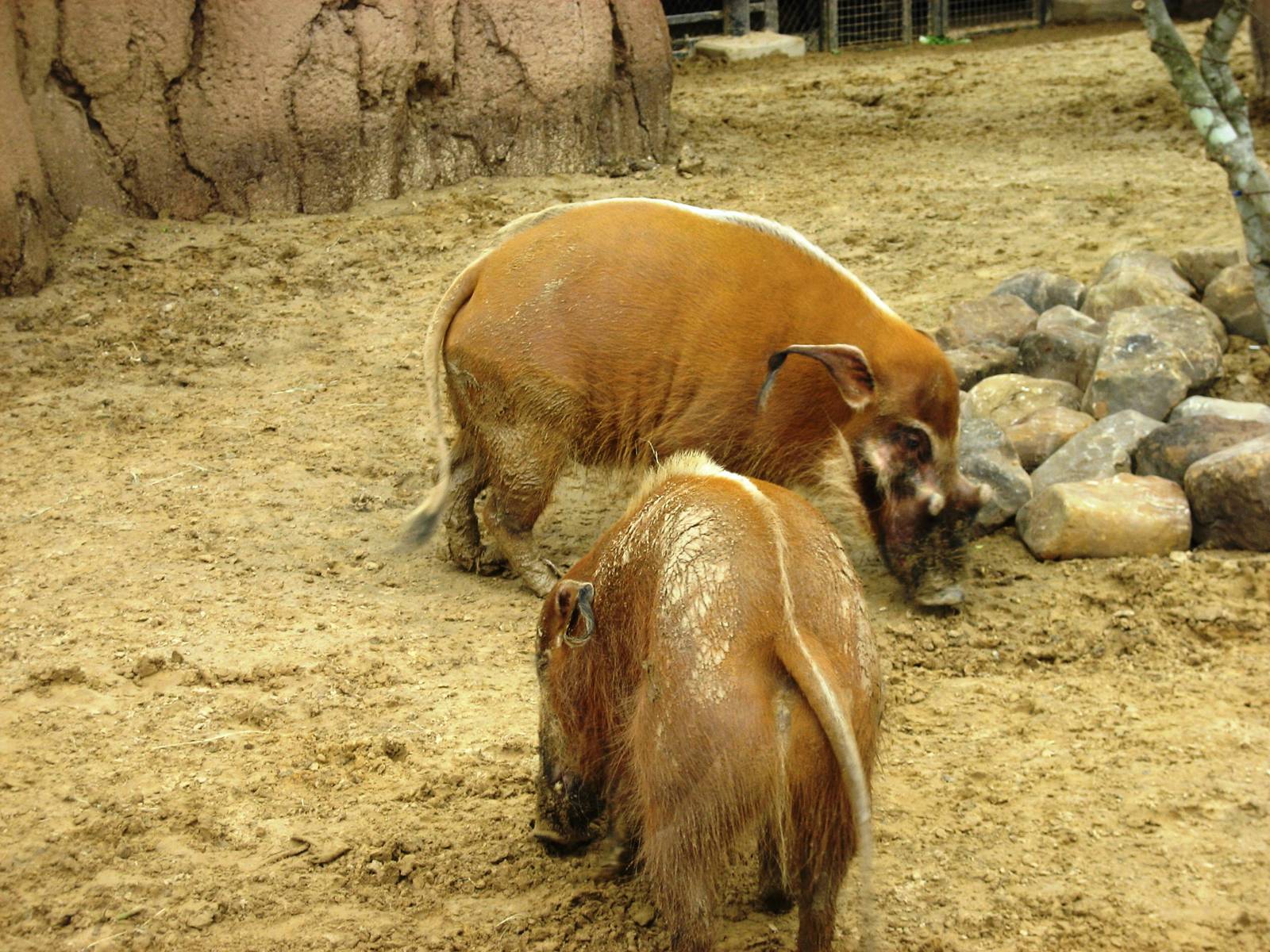 Giants of the Savanna!