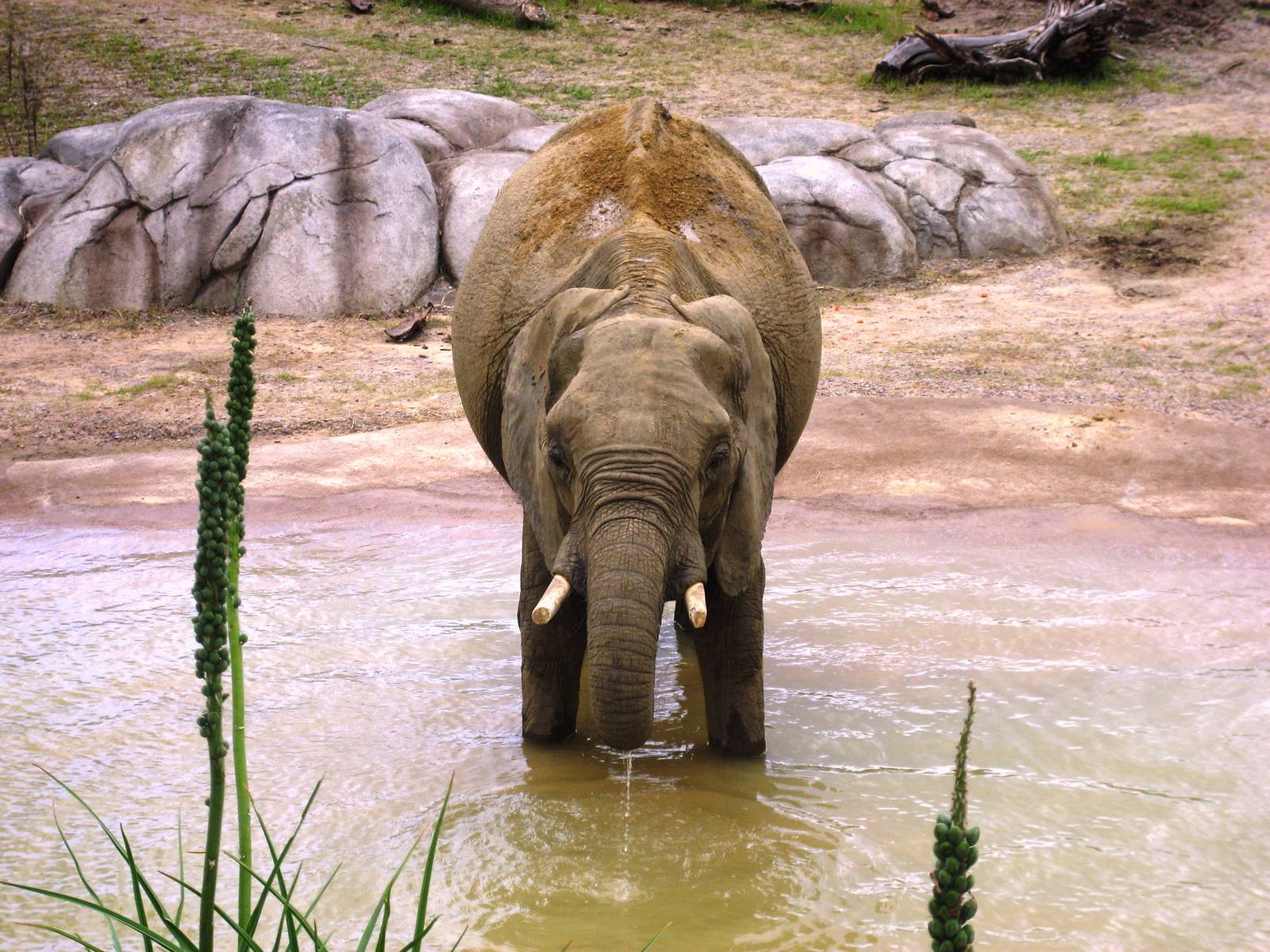 Giants of the Savanna!