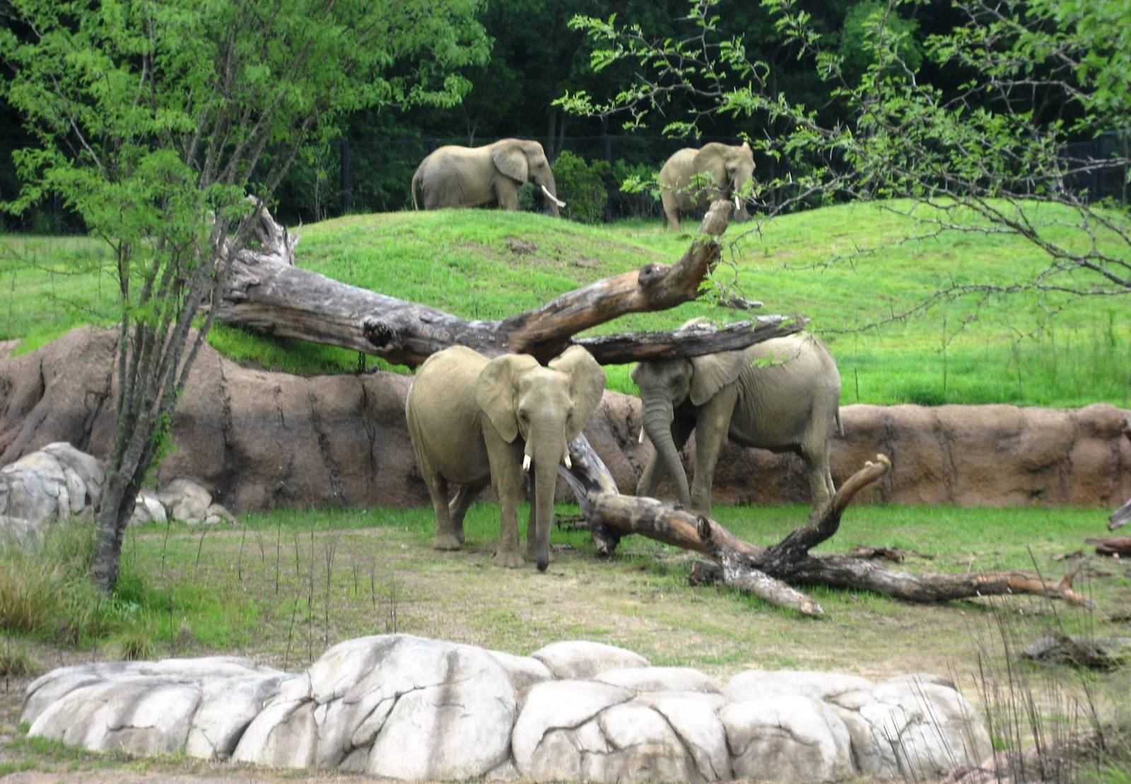 Giants of the Savanna!