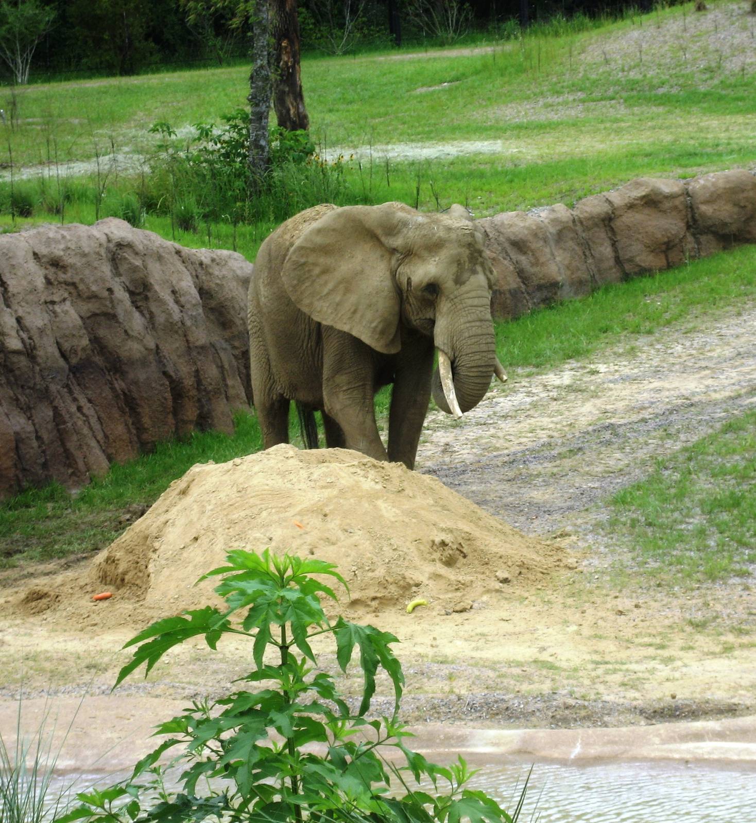 Giants of the Savanna!