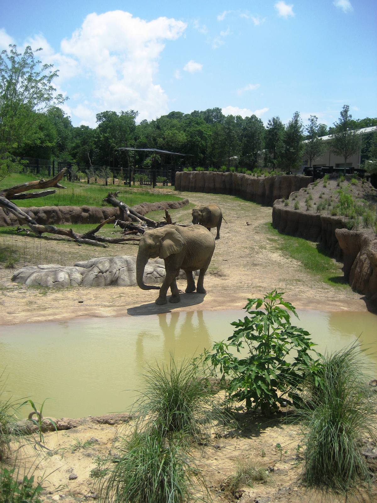 Giants of the Savanna!