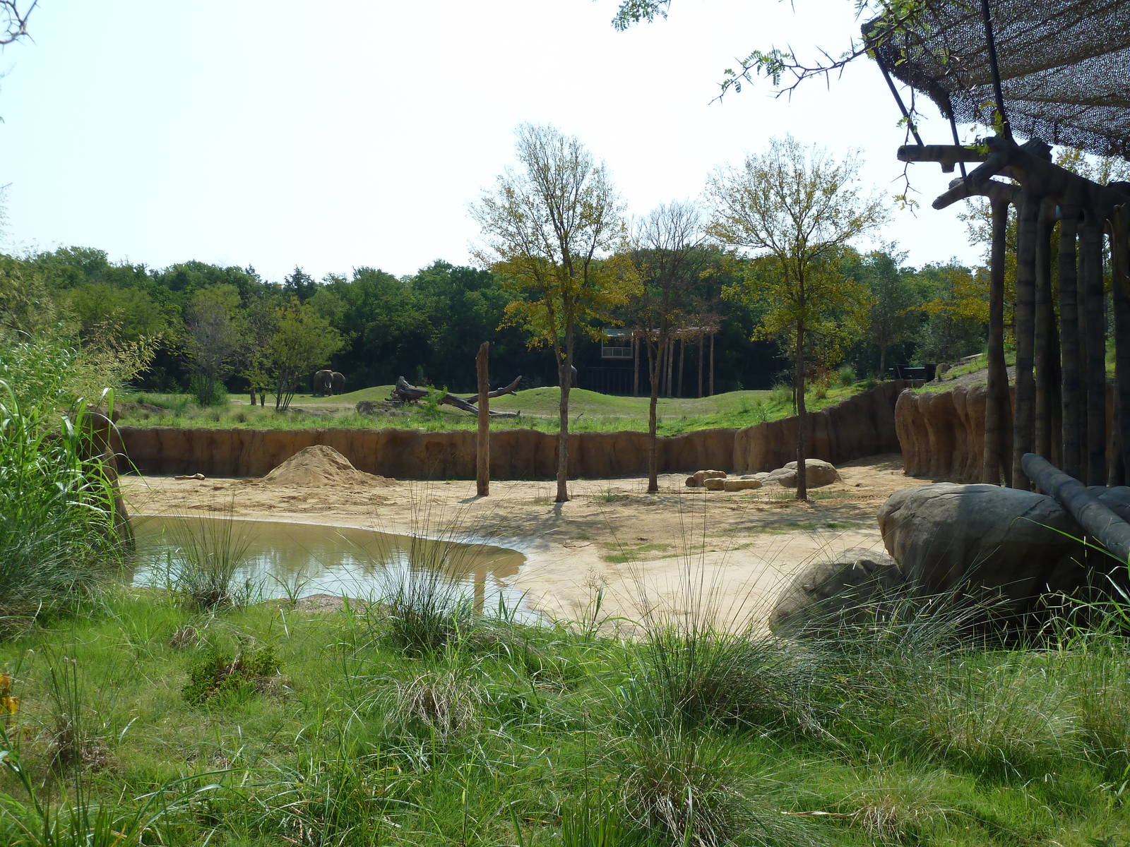 Giants Of The Savanna