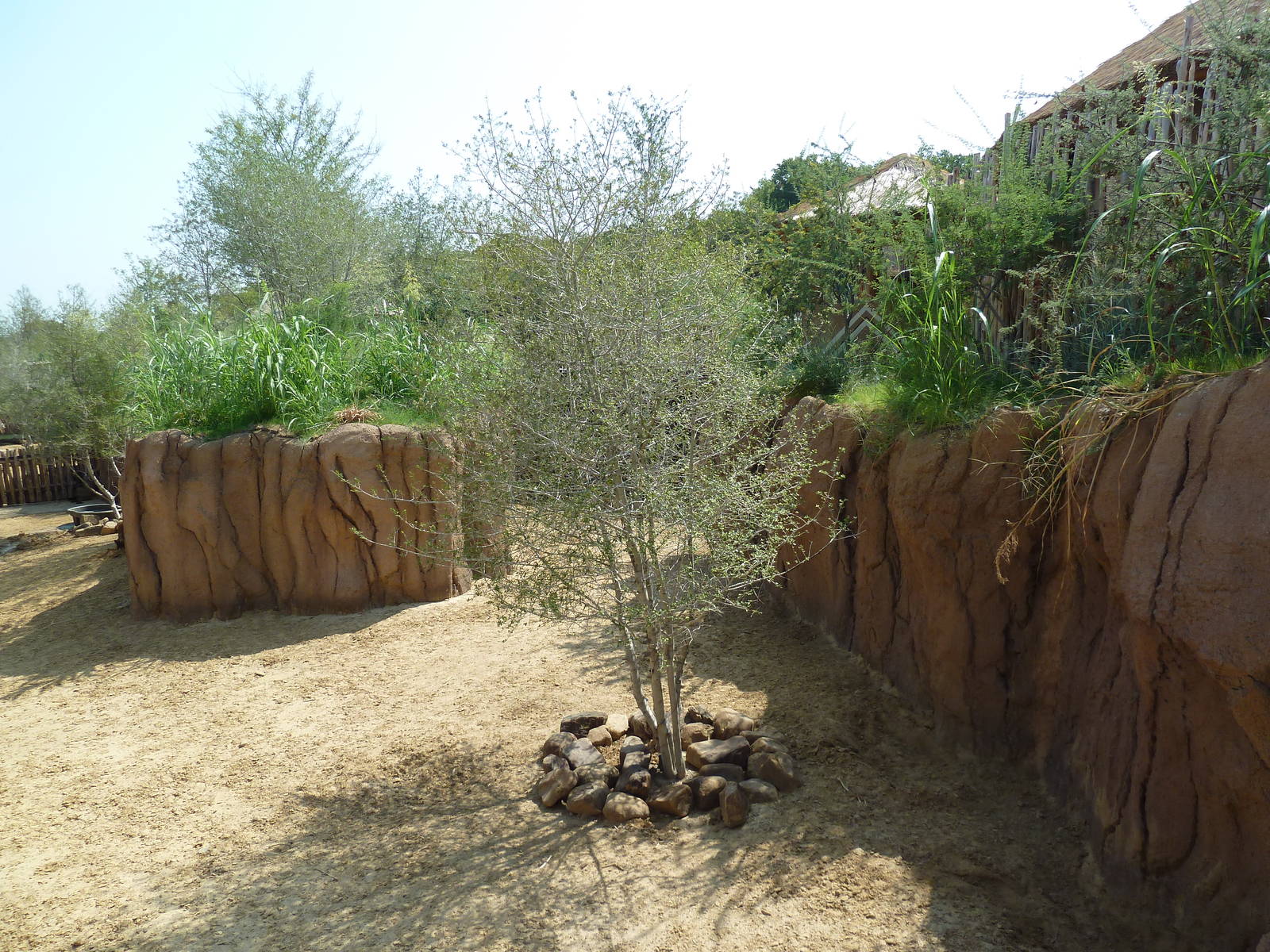 Giants Of The Savanna