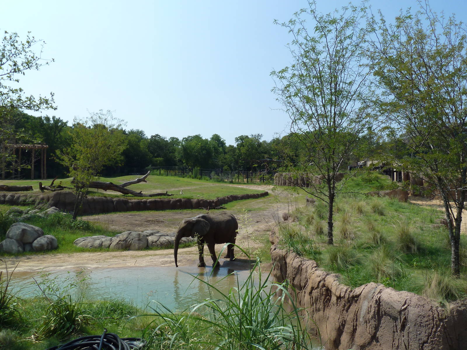 Giants Of The Savanna