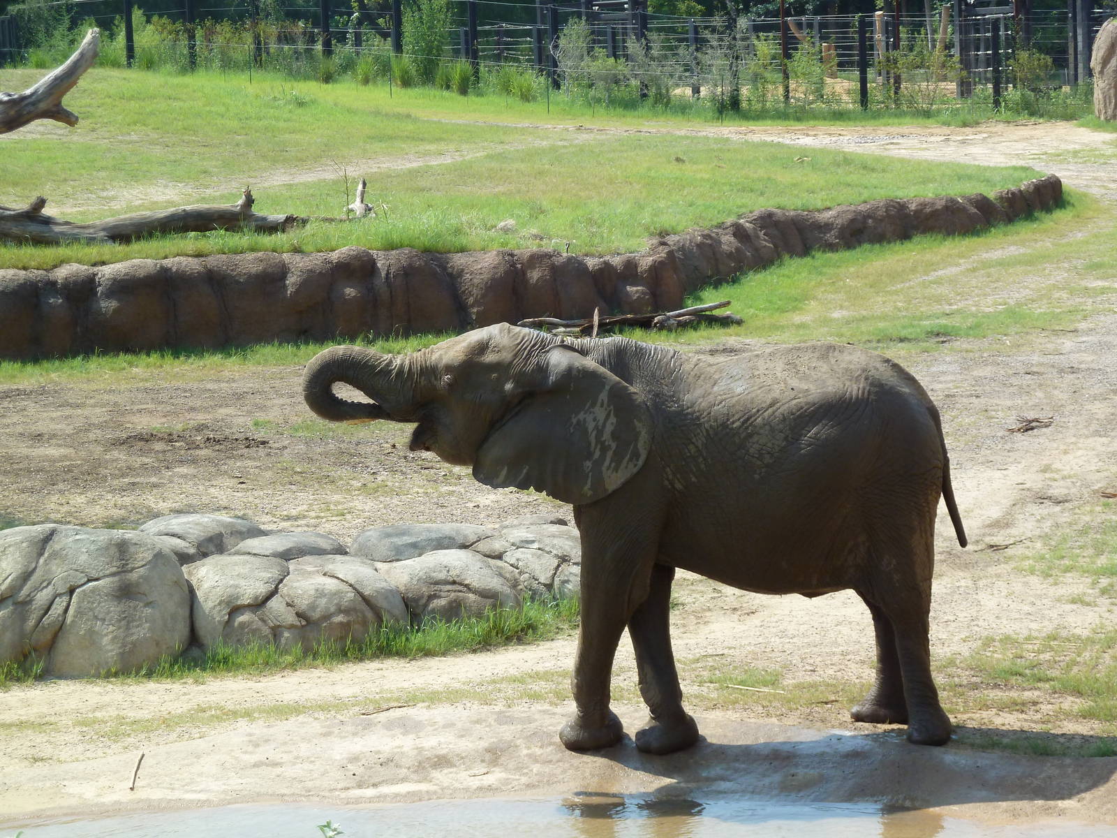 Giants Of The Savanna