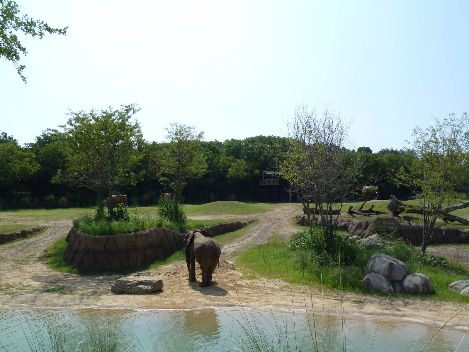 Giants Of The Savanna