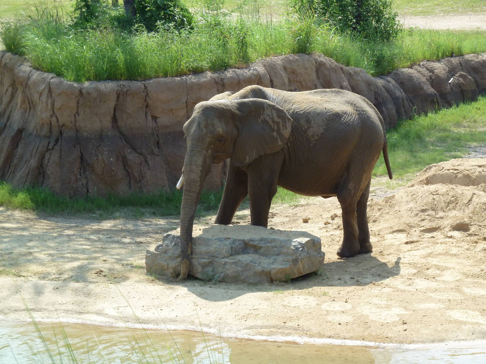 Giants Of The Savanna