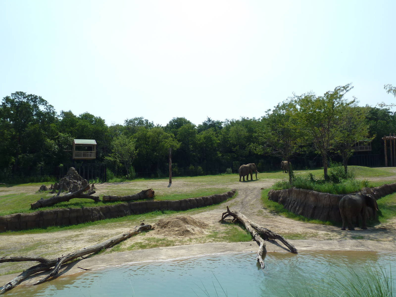 Giants Of The Savanna