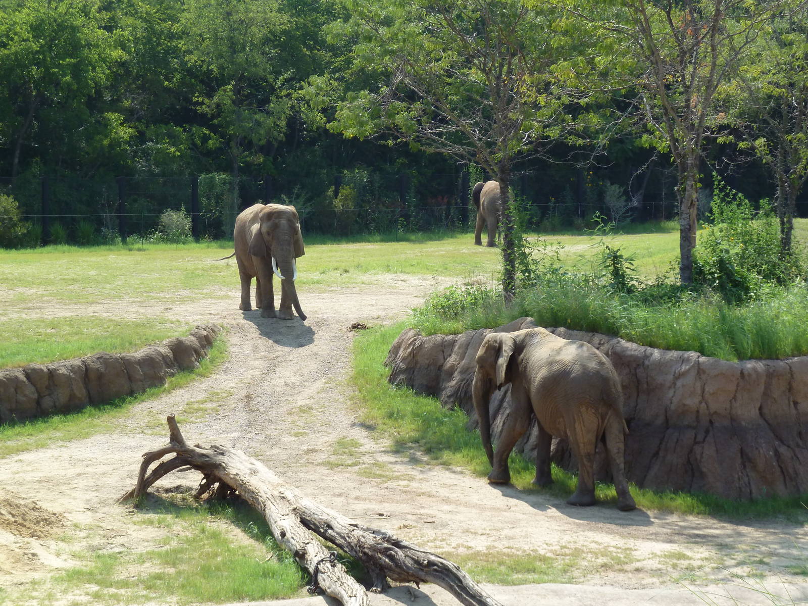 Giants Of The Savanna