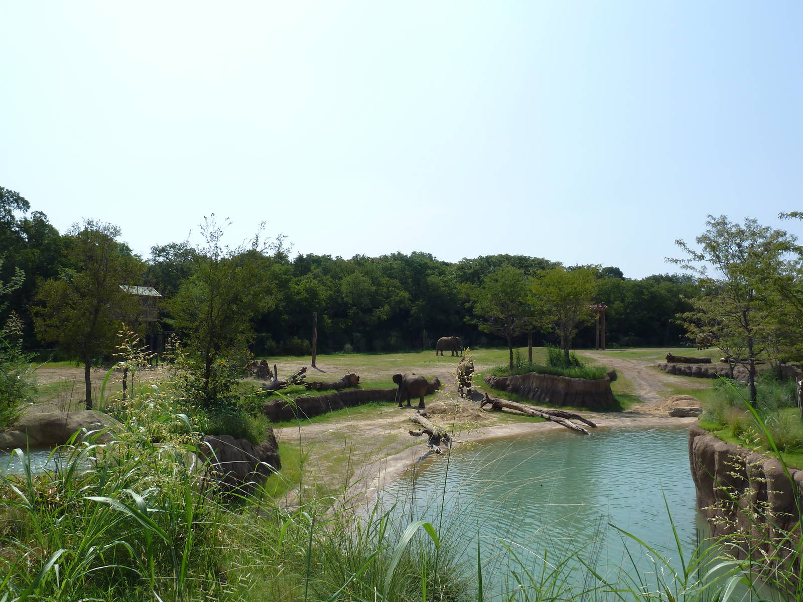 Giants Of The Savanna