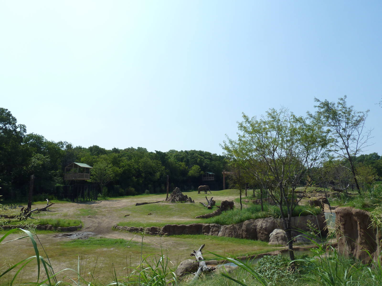 Giants Of The Savanna