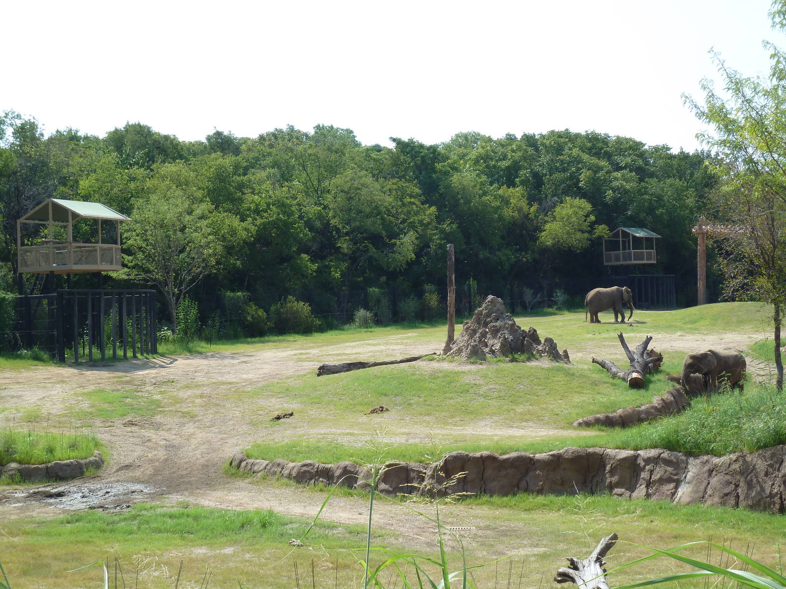 Giants Of The Savanna