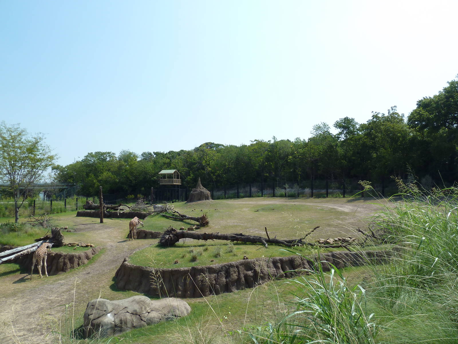 Giants Of The Savanna