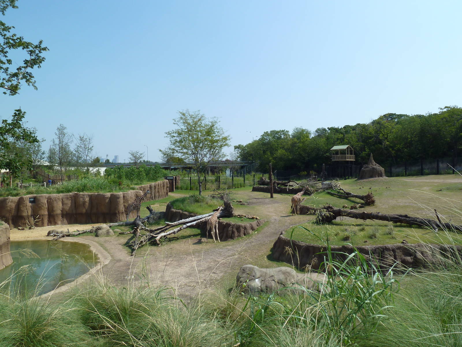 Giants Of The Savanna