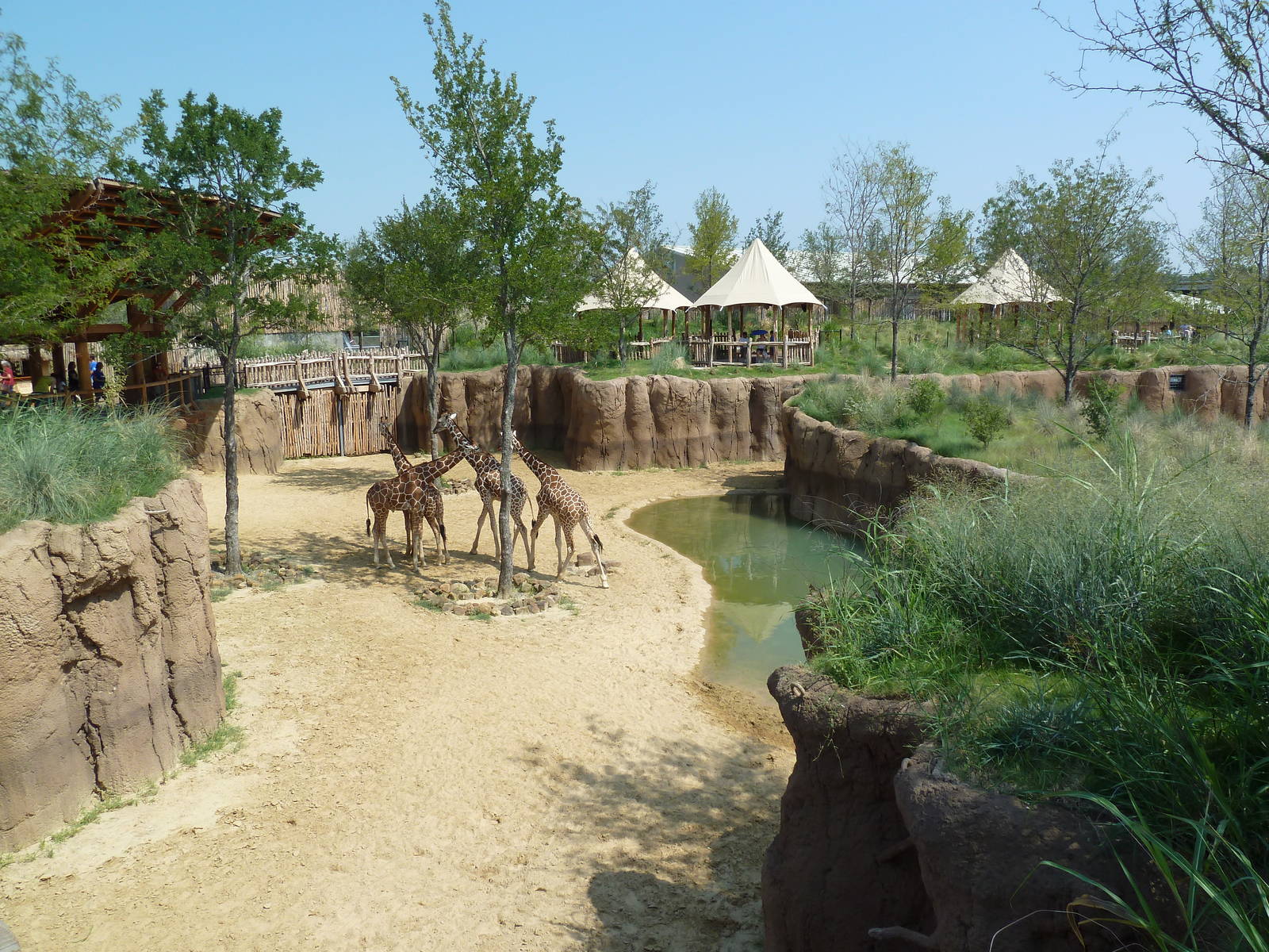 Giants Of The Savanna