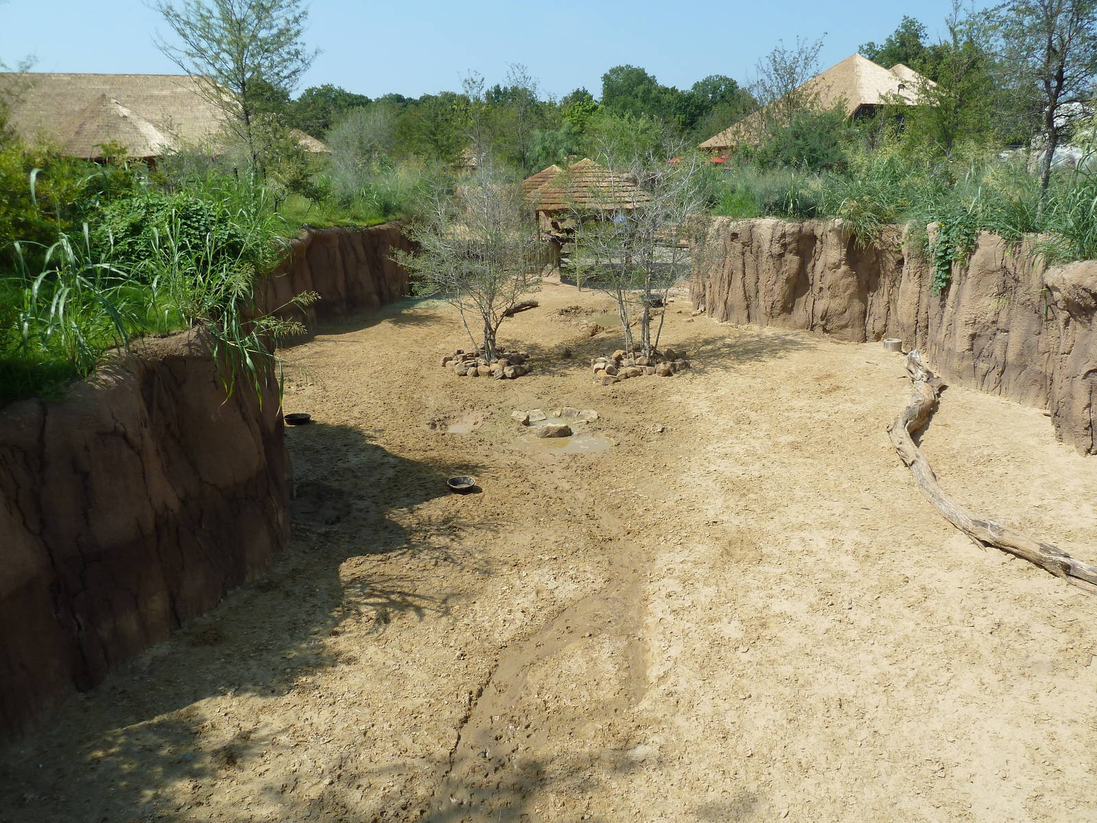 Giants Of The Savanna