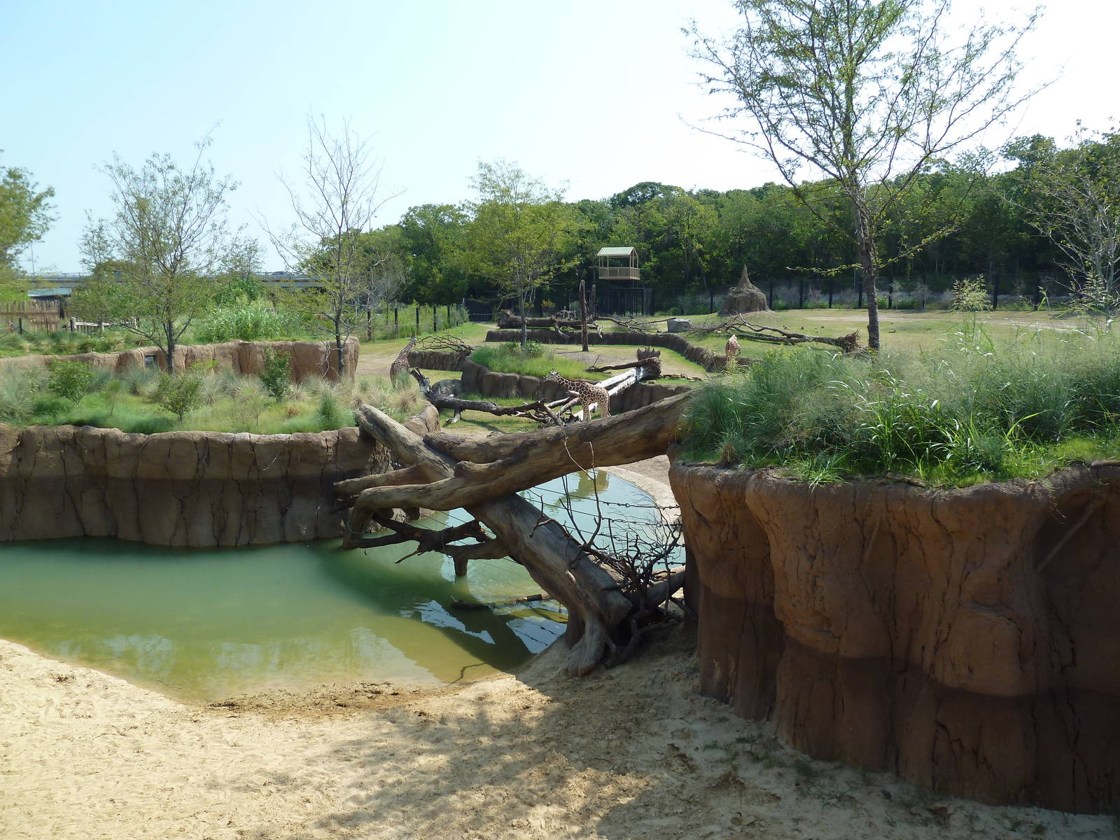 Giants Of The Savanna