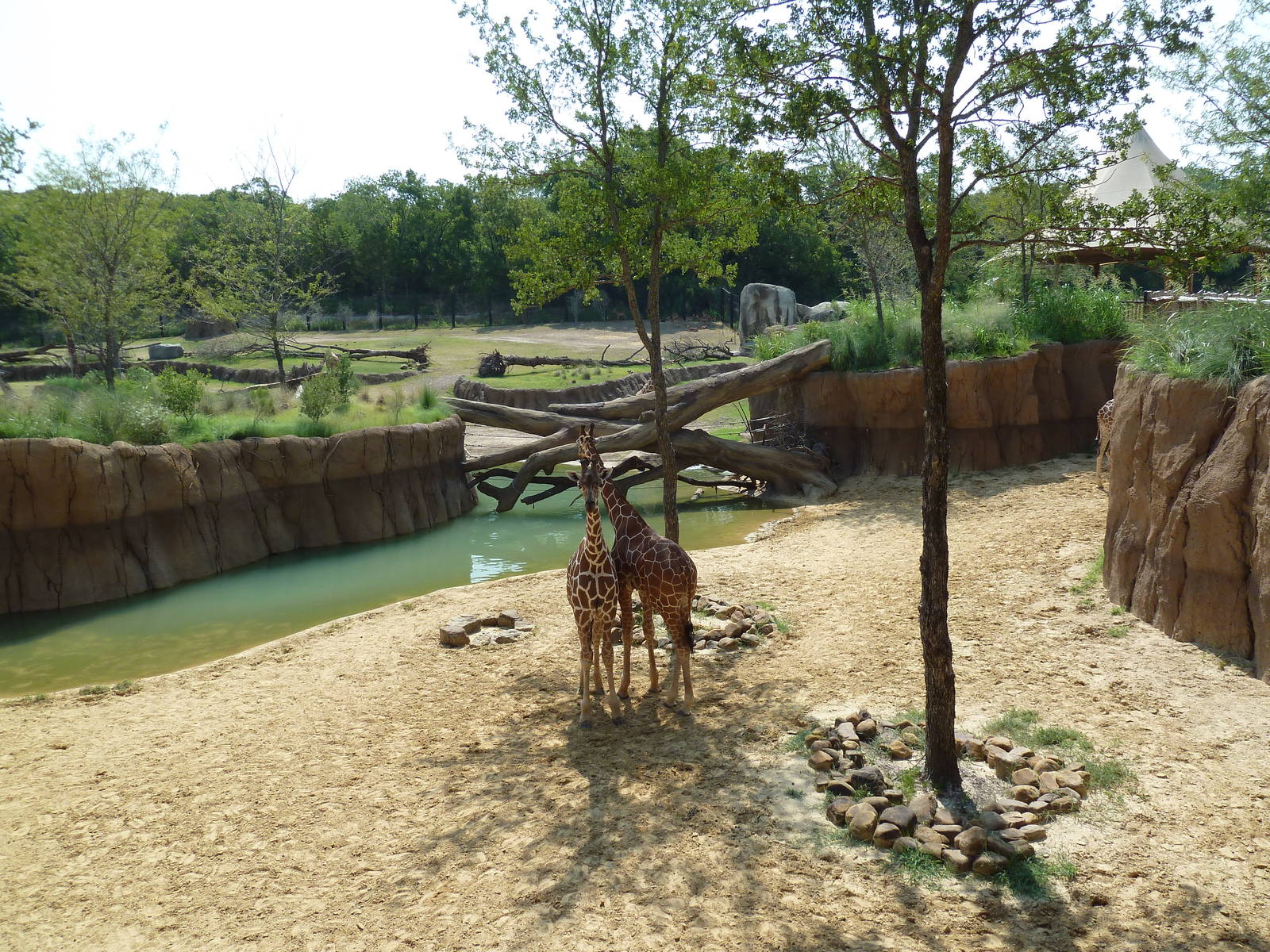 Giants Of The Savanna