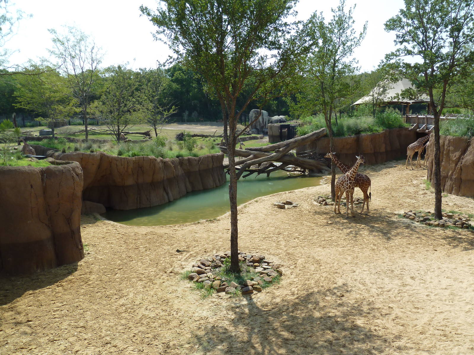 Giants Of The Savanna