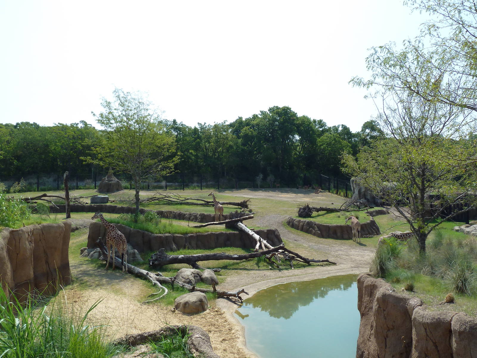 Giants Of The Savanna