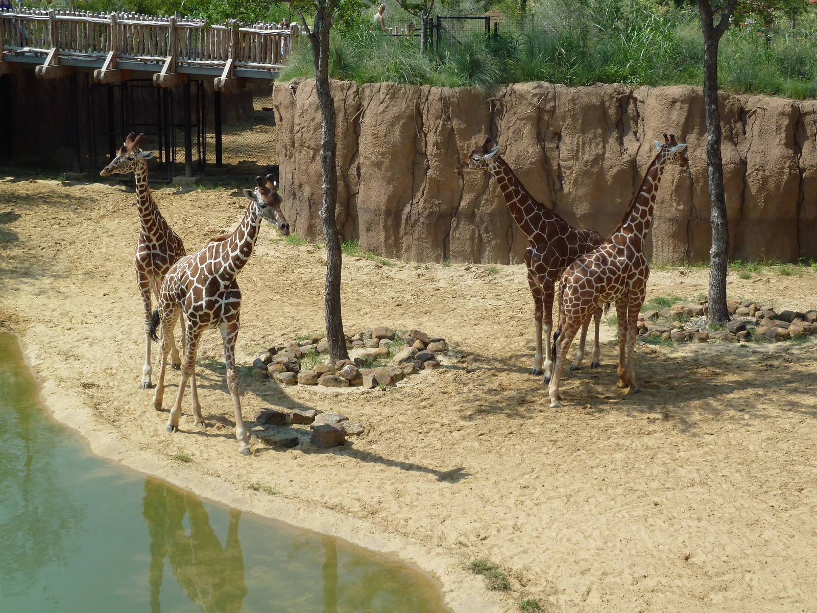 Giants Of The Savanna
