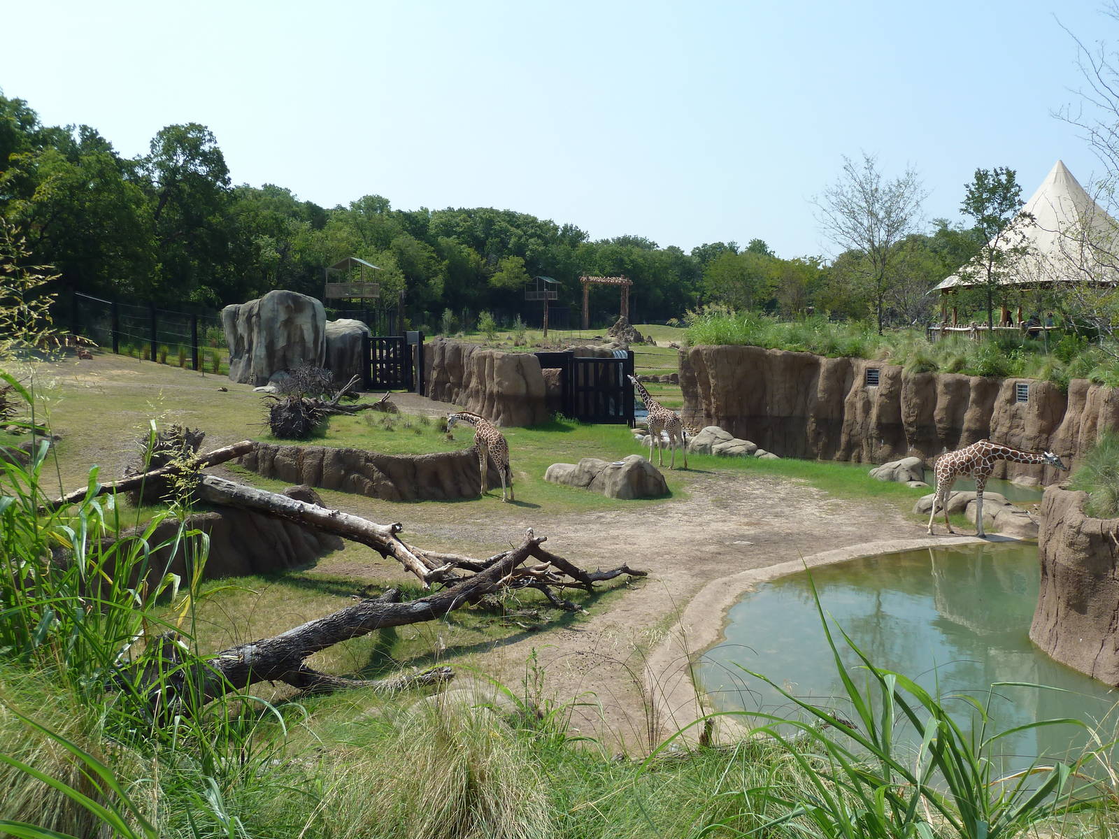 Giants Of The Savanna