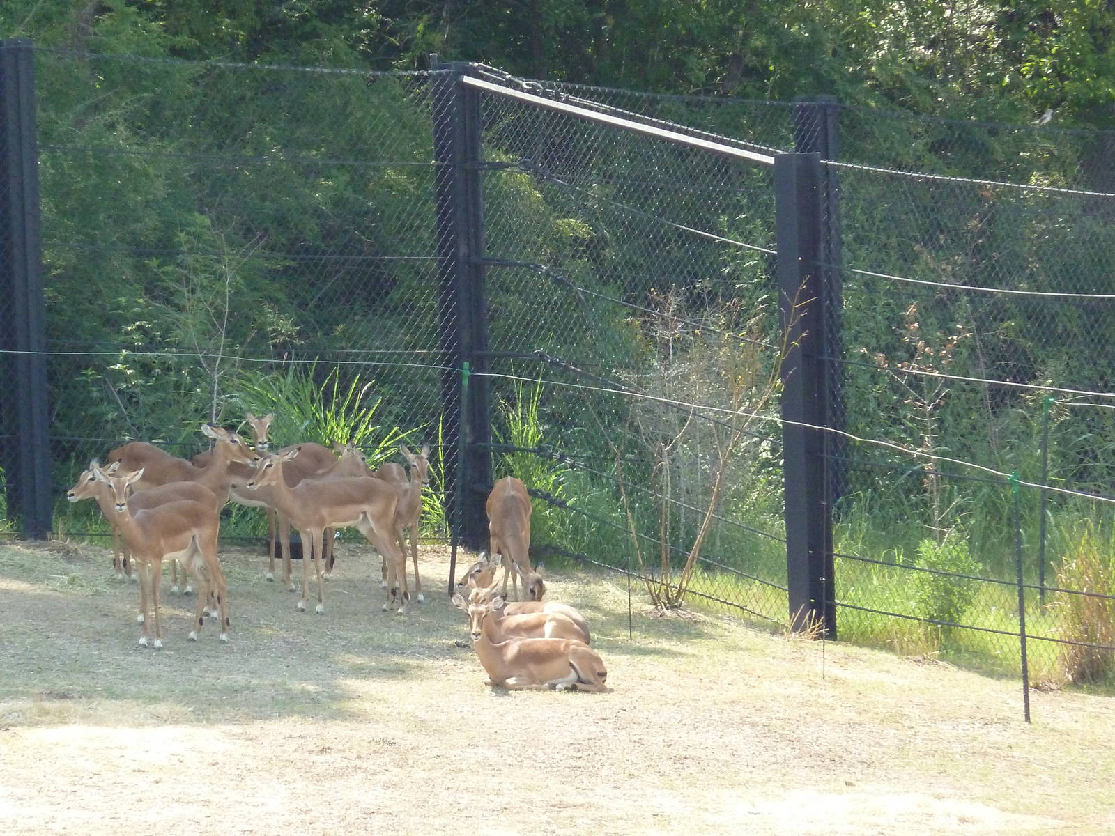 Giants Of The Savanna