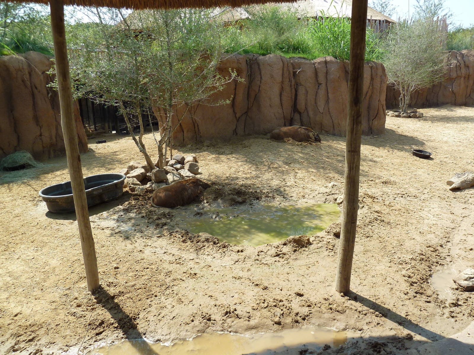 Giants Of The Savanna