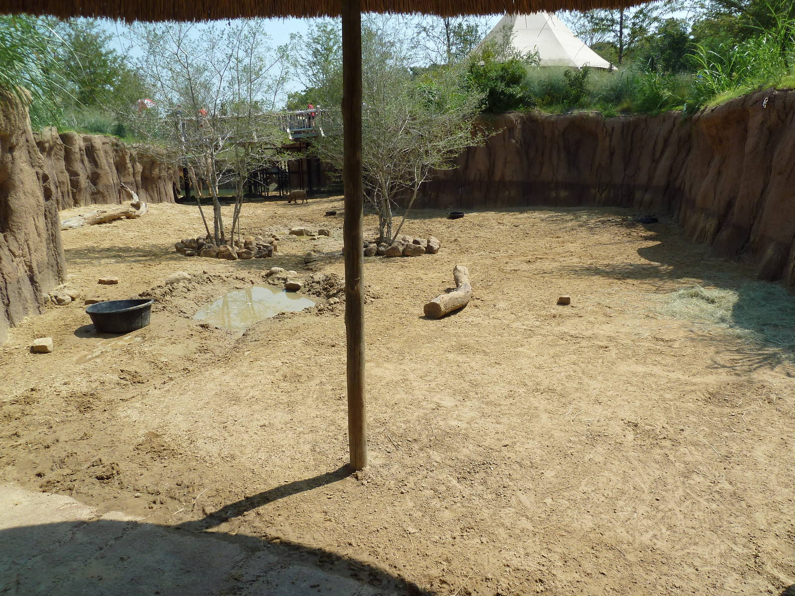 Giants Of The Savanna