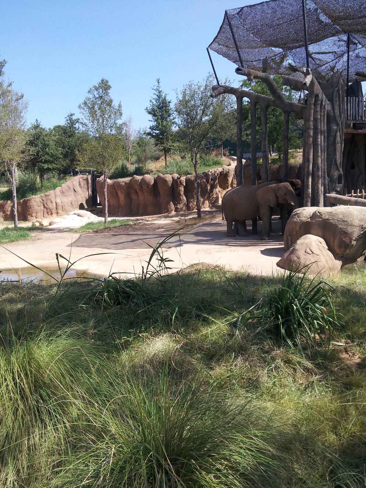 Giants of the Savanna