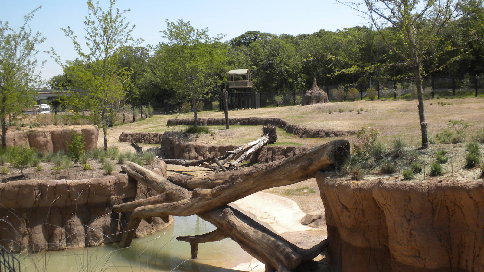 Giants of the Savanna