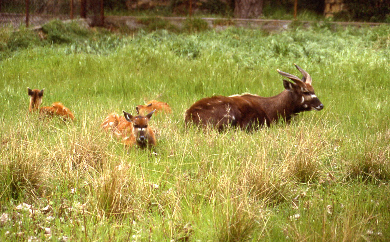 Giardino Zoologico, Napoli, 1986