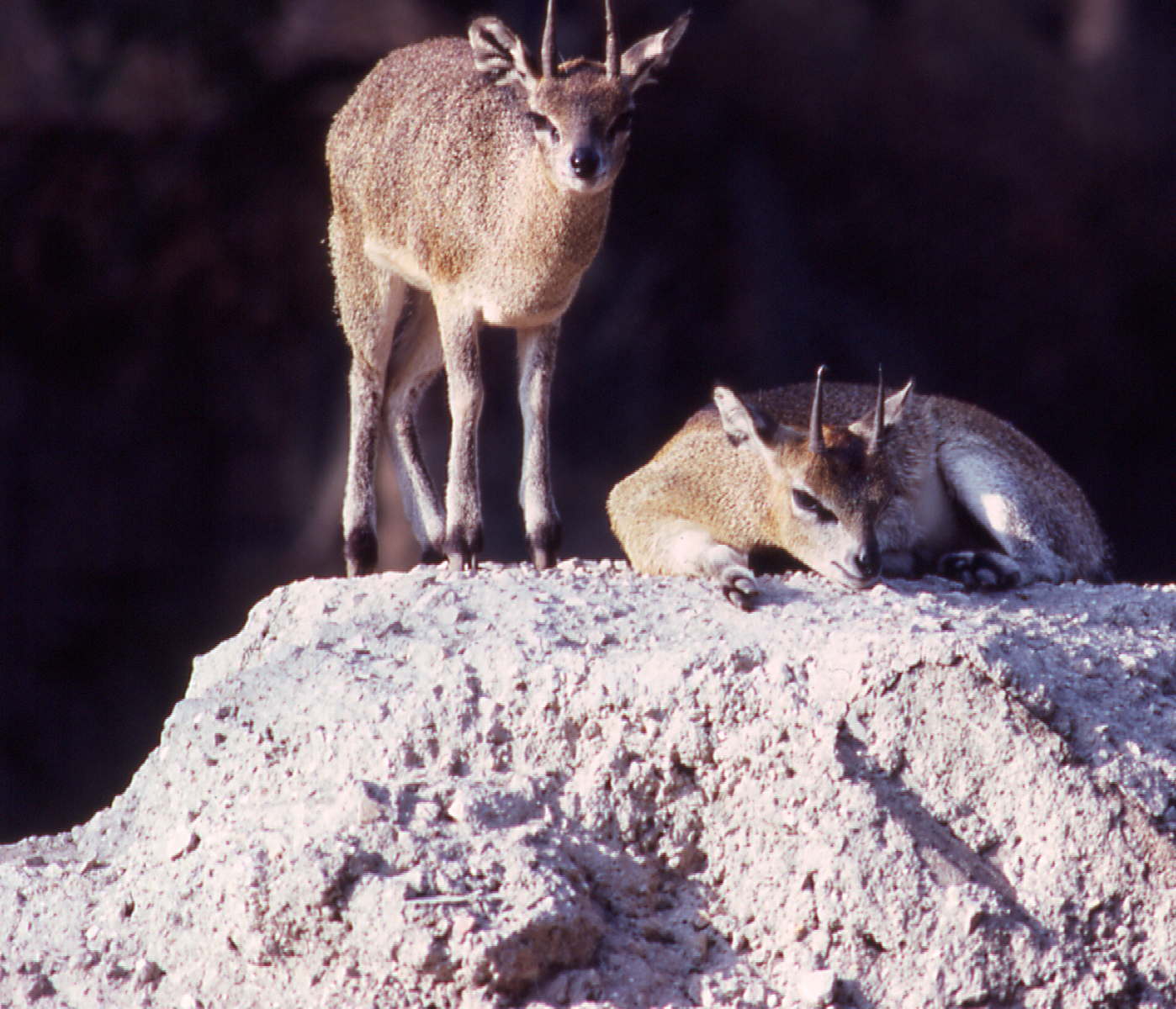 Giardino Zoologico, Napoli, 1987