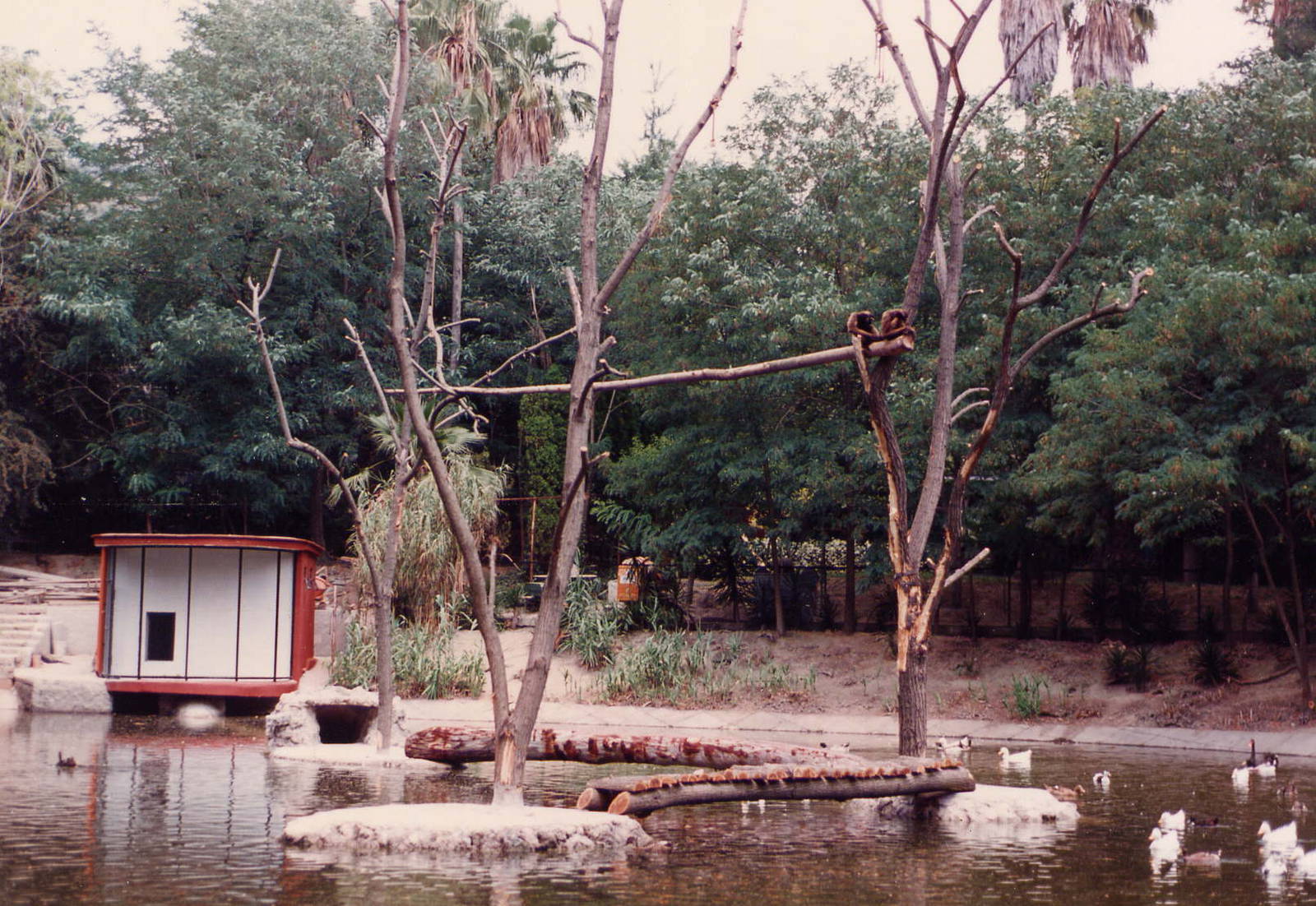 Giardino Zoologico, Napoli, 1989