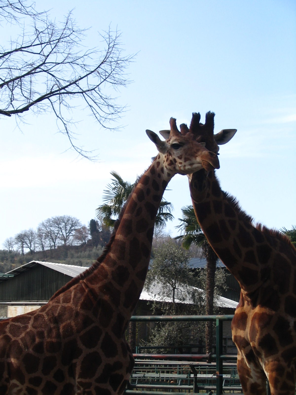 Giardino Zoologico Pistoia