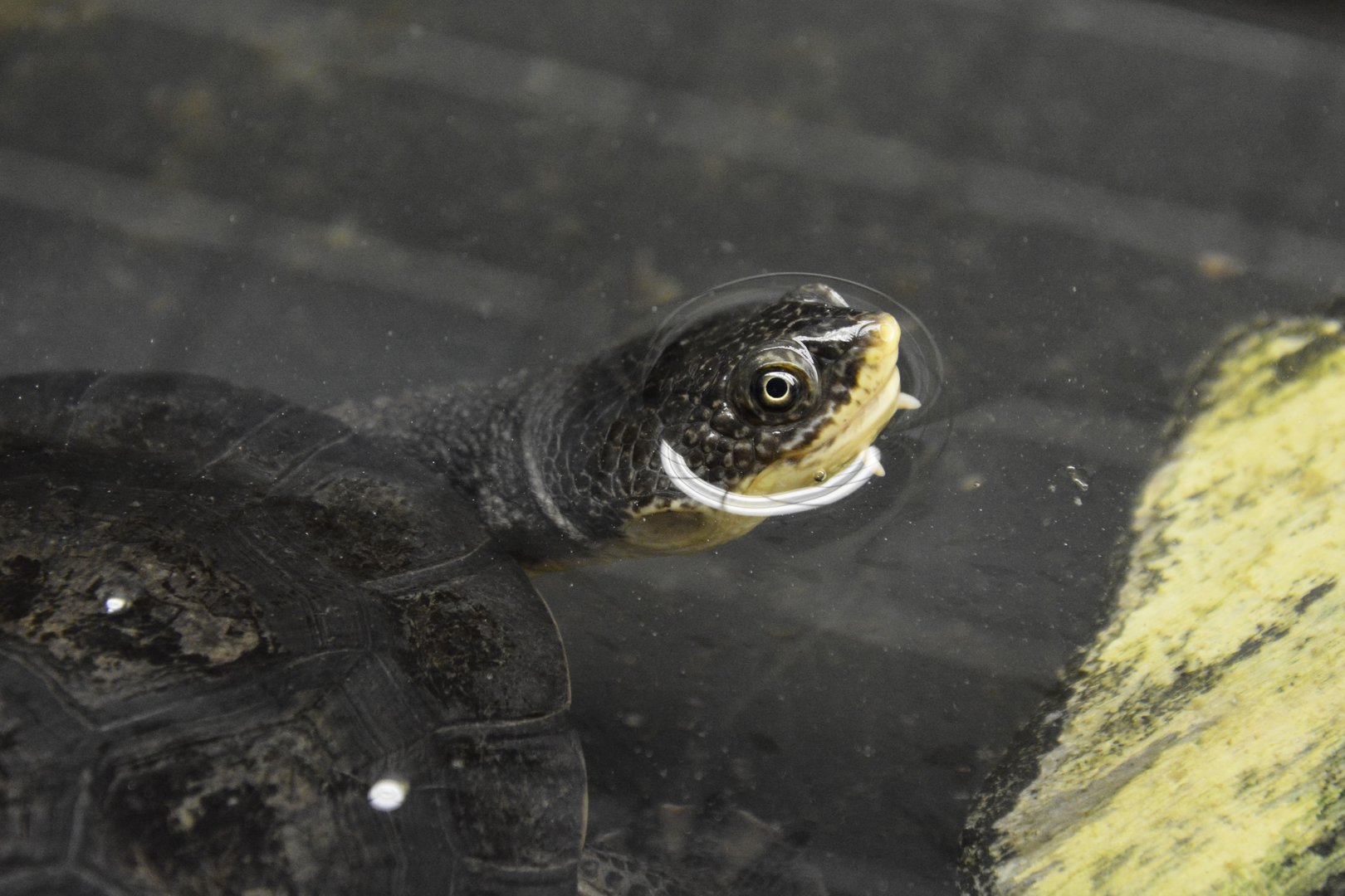Gibba toadhead turtle (Mesoclemmys gibba)
