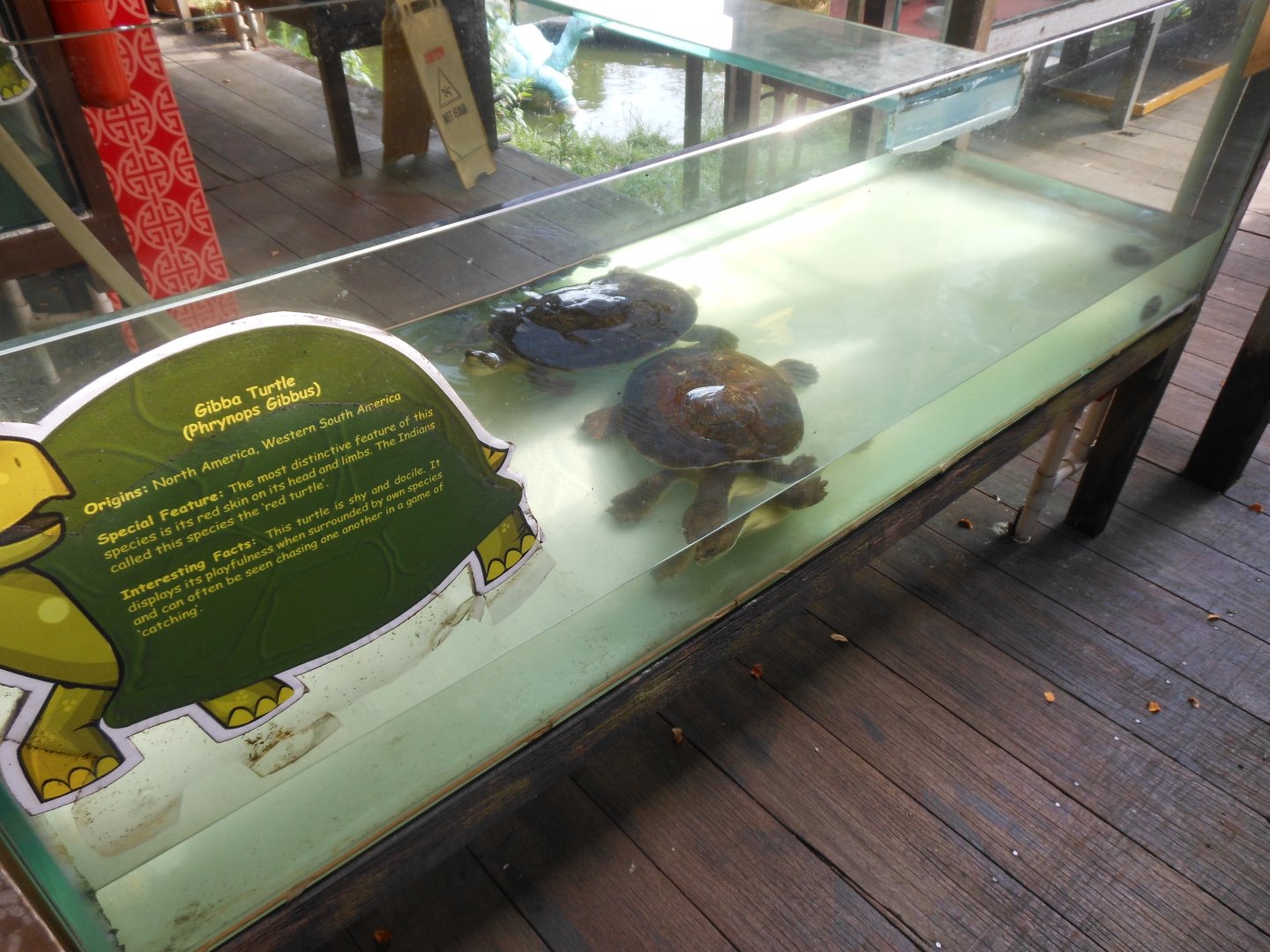 Gibba Turtle (Phrynops gibba)