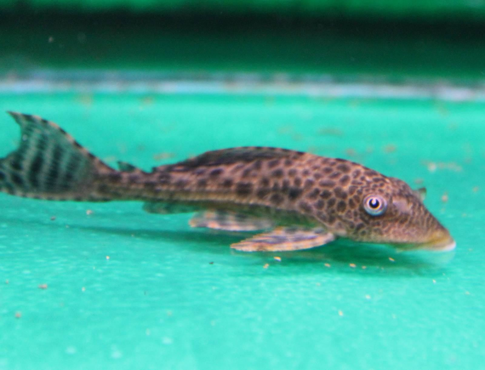 Gibbiceps catfish ID